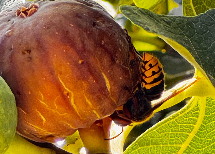 sanurart-alquimia-vegetal-torre-del-mar