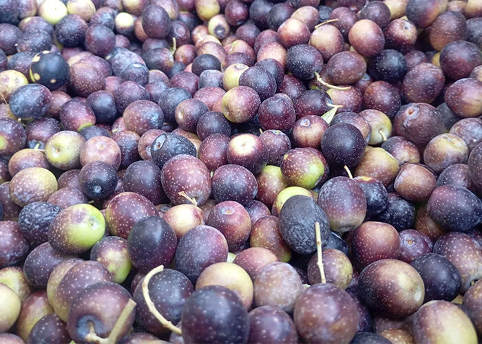 taller-alquimia-vegetal-torre-del-mar